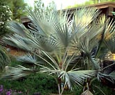 Fan palm photograph